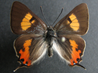 Pseudalmenus chlorinda barringtonensis - Adult